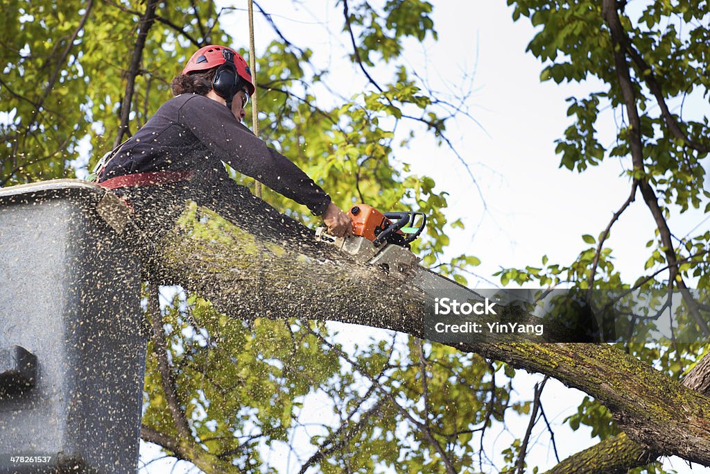 essential-tree-care-tips-for-homeowners-in-vineyard-ca