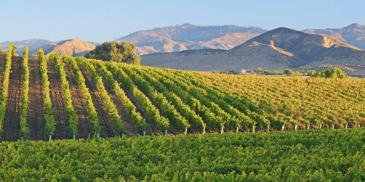 exploring-local-attractions-and-hidden-gems-in-vineyard-ca