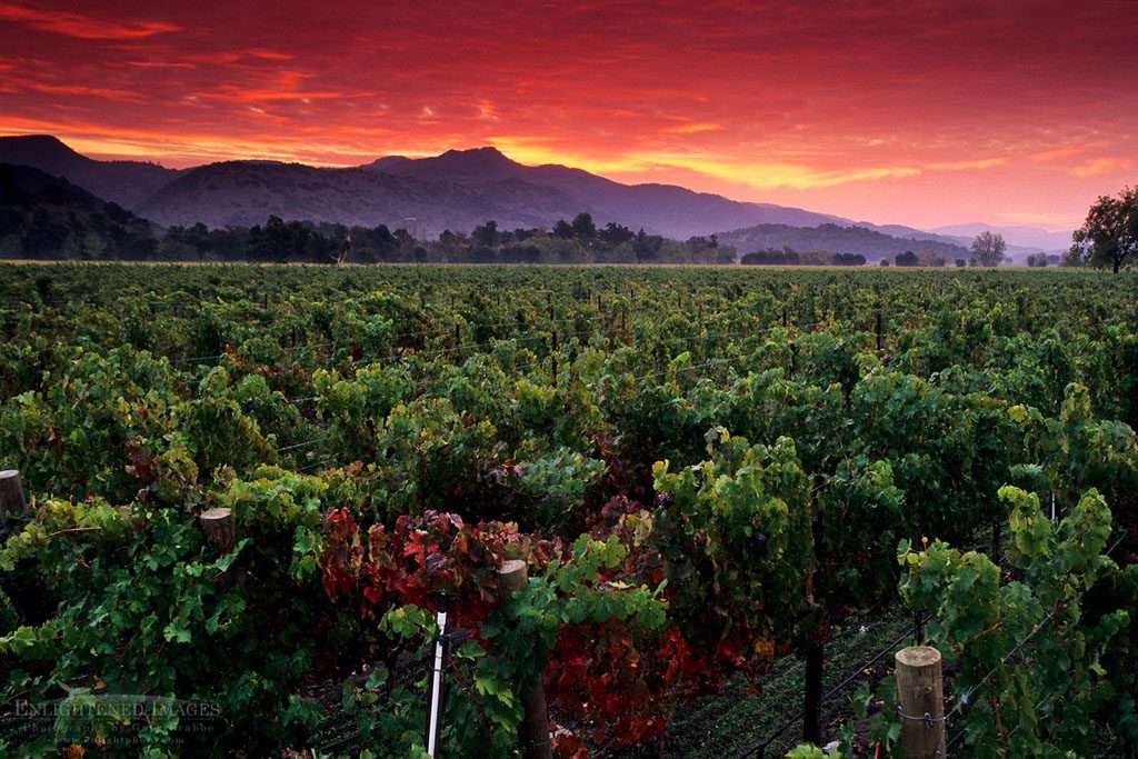 local-living-guide-home-nature-and-community-in-vineyard-ca